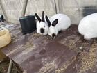 Колифорнийские кролики объявление продам
