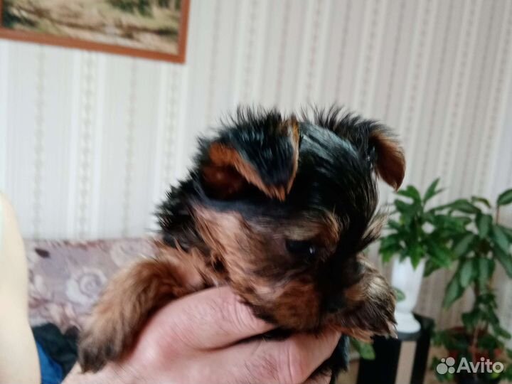 Йоркширский терьер