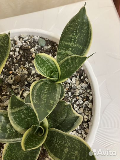 Сансевиерия ханни Маргината