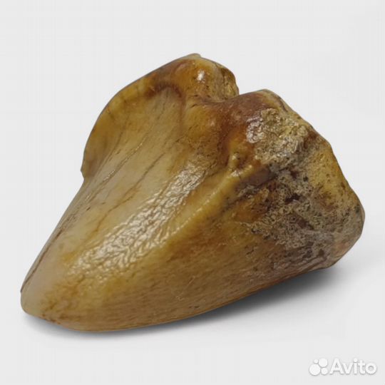 Зуб пещерной гиены