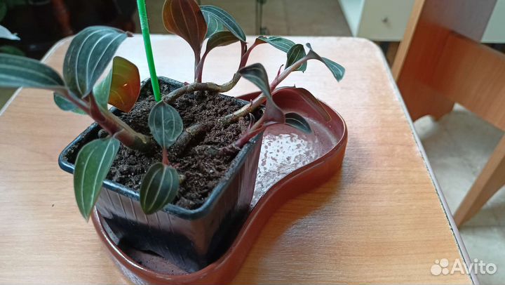 Орхидея лудизия