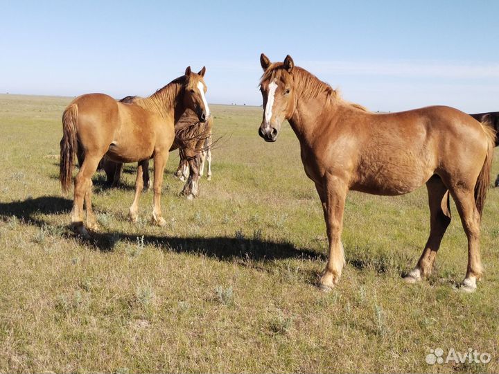 Советский тяжеловоз