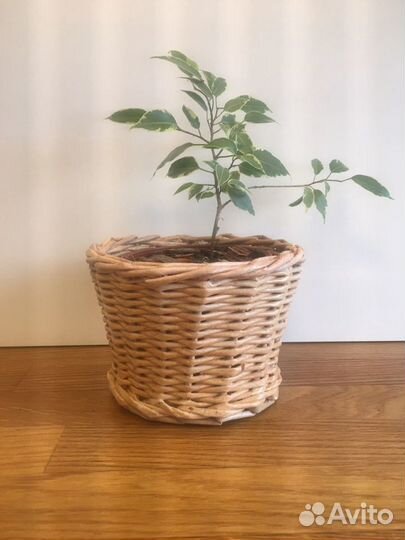 Кашпо для цветов