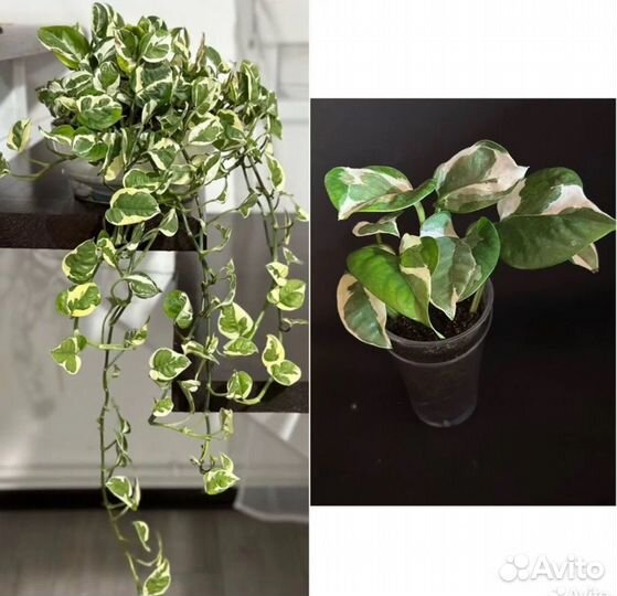 Эпипремнумы, сциндапсусы