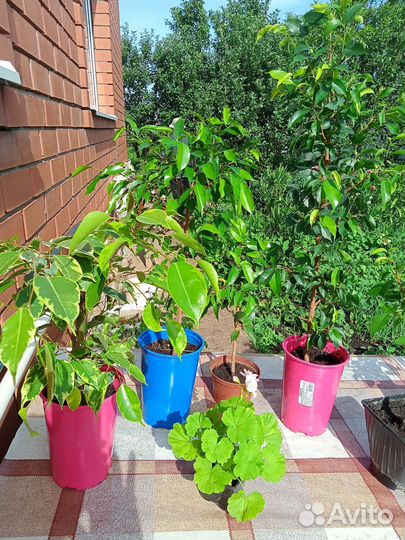 Фикус бенджамина пестролистный