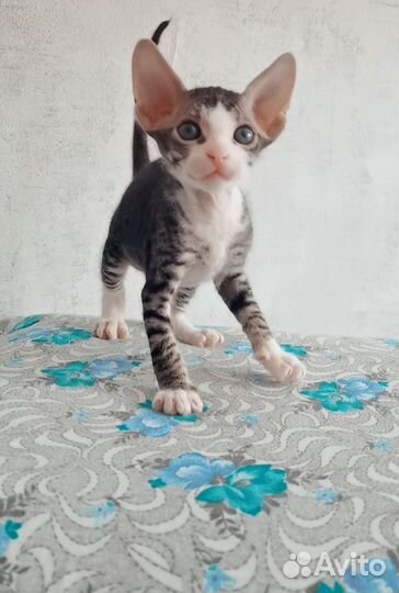 Донской сфинкс котята