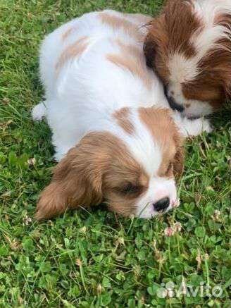 Кинг чарльз спаниель