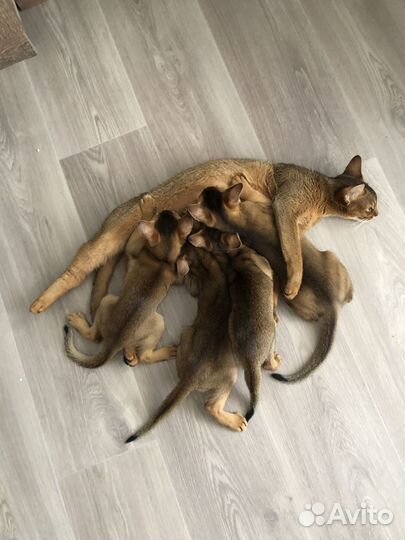 Абиссинские котята