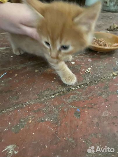 Кошка в дар бесплатно