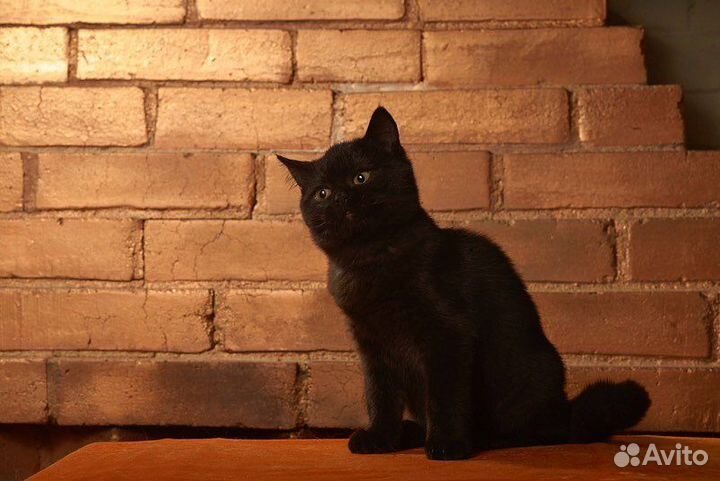 Шотландский кот на вязку