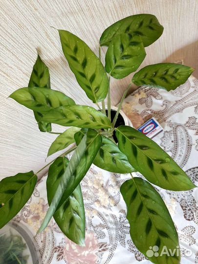 Много цветиков 