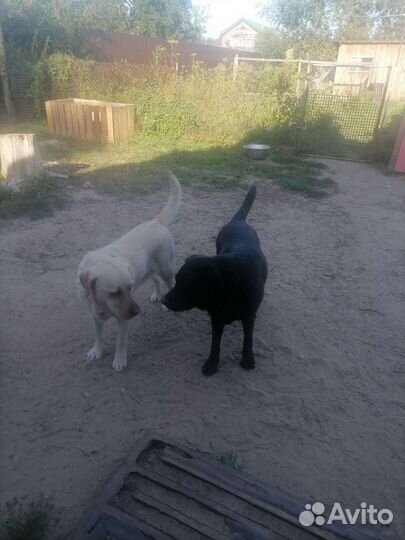 Прогулки с лабродором, общение с щенками