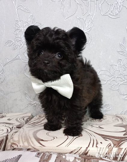 Щенок дизайнерской породы Шпицепу (Помпу)