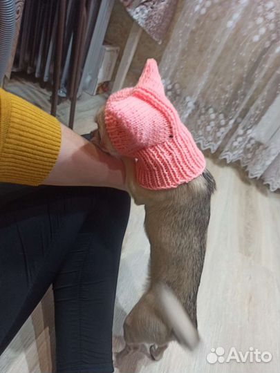 Шапка для мелких пород собак/кошек