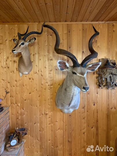 Чучела животных. Чучело Антилопы Импала