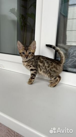 Бенгальские котята