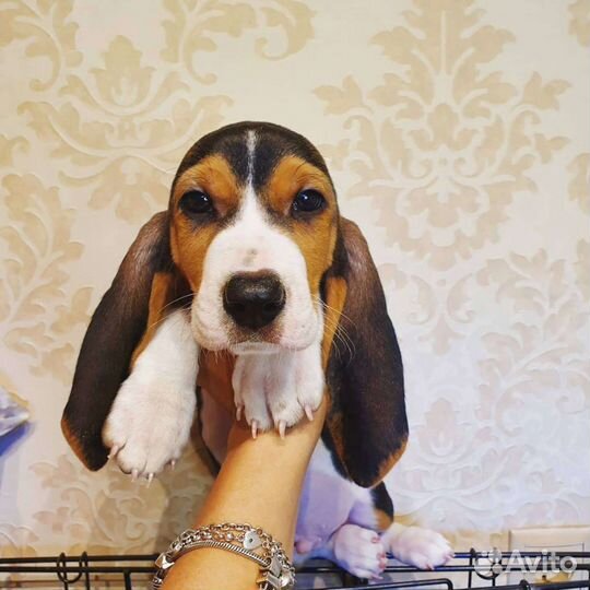 Артезианский нормандский бассет