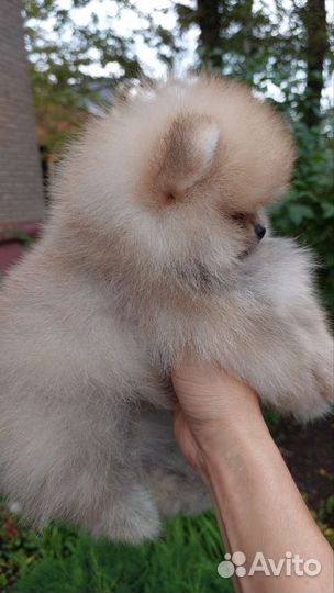 Померанский шпиц мини