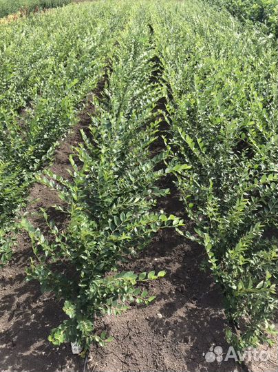 Кизильник блестящий