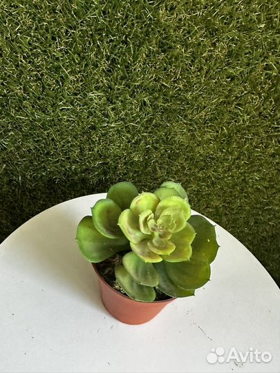 Искусственные цветы новые