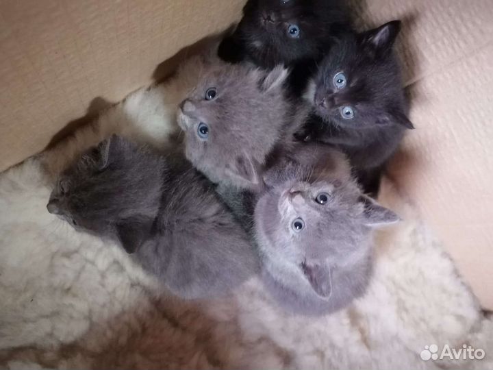 Котята в добрые руки