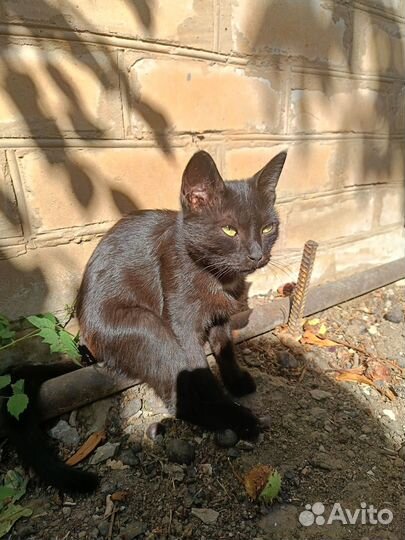 Отдам в добрые руки