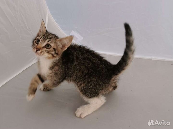 Котенок Шпротинка 2 месяца