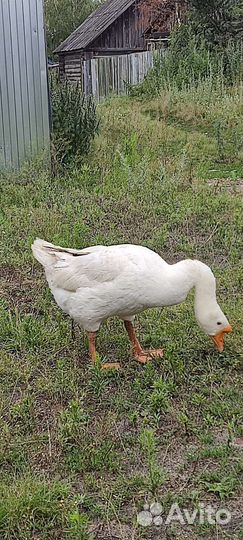 Гусь на племя