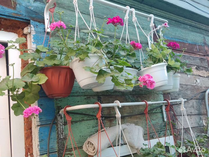 Пеларгония герань