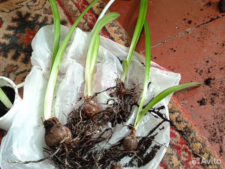 Гипераструм луковицы