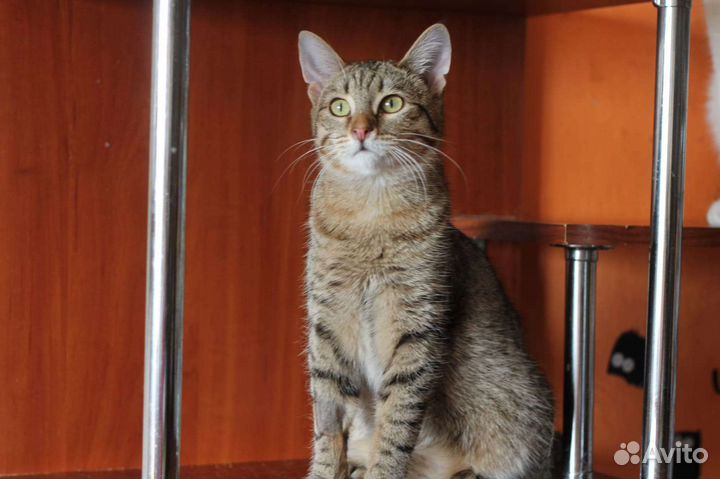 Кот Тигр в добрые руки