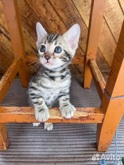 Бенгальские котята