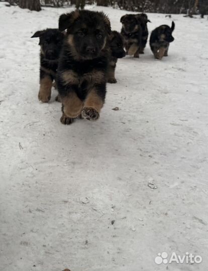 Щенки немецкой овчарки