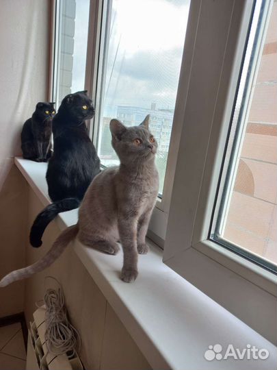 Кошка в дар бесплатно