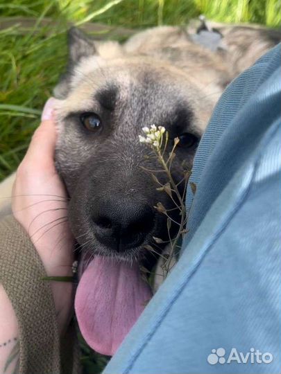 Щенки овчарки в добрые руки метис