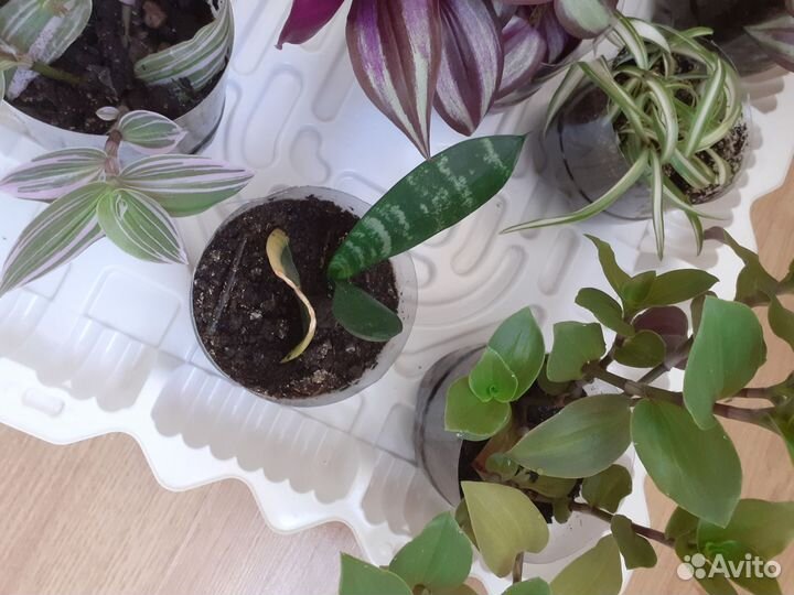 Традесканции