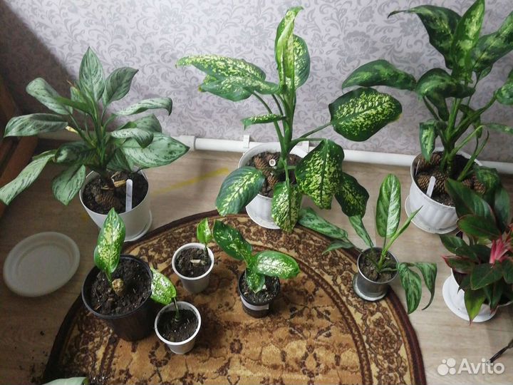 Диффенбахия