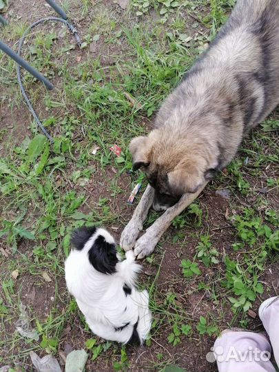 Собака в добрые руки отдам бесплатно