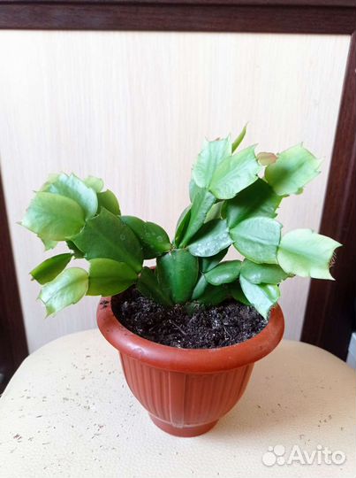 Декабрист / шлюмбергера