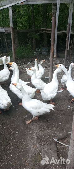 Гусята