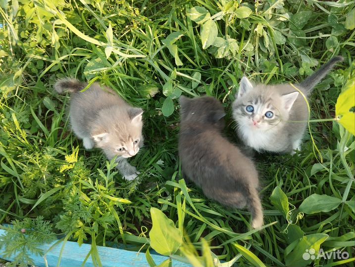 Котята бесплатно