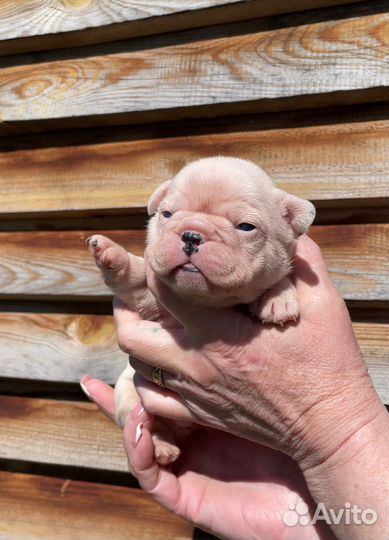 Французский бульдог