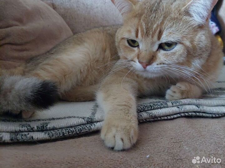 Вязка британский кот