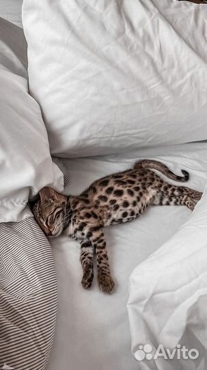 Передержка животных