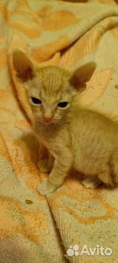 Продам котят
