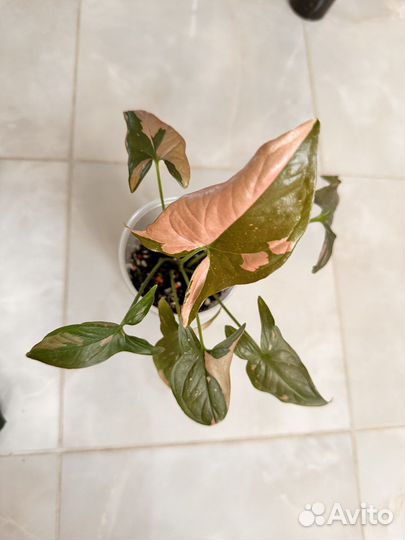 Сингониумы