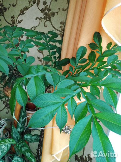 Бегония декоративно лиственная