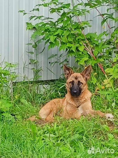 Немецкая овчарка в дар