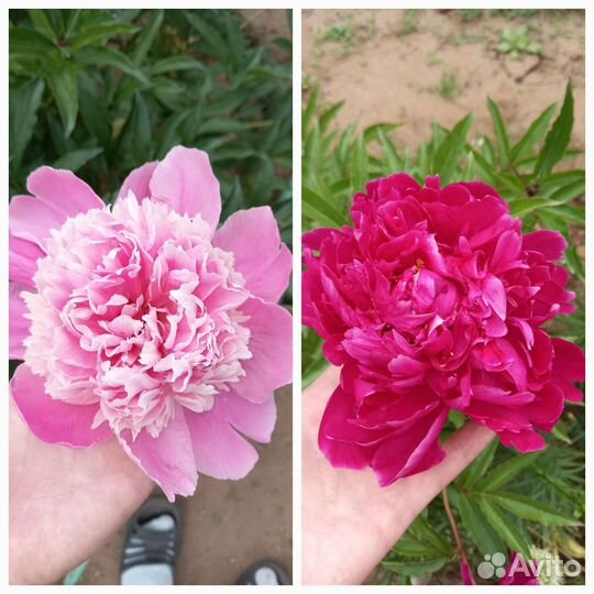 Пионы саженцы