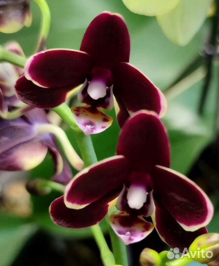 Фаленопсисы мультифлора